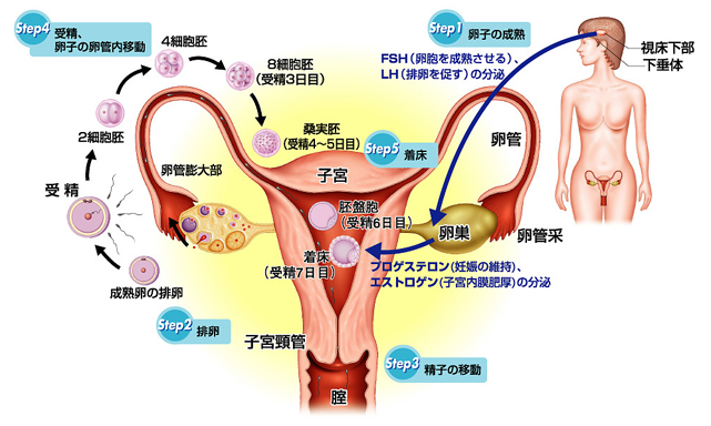 ヒトの妊娠の成立イメージ