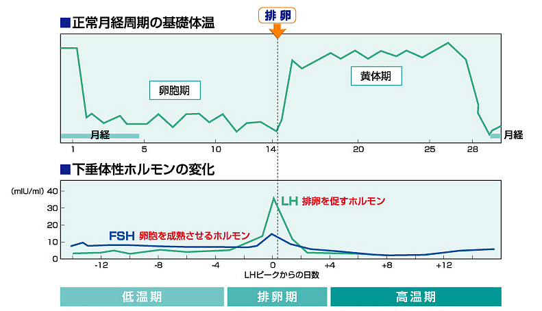 基礎ホルモン検査