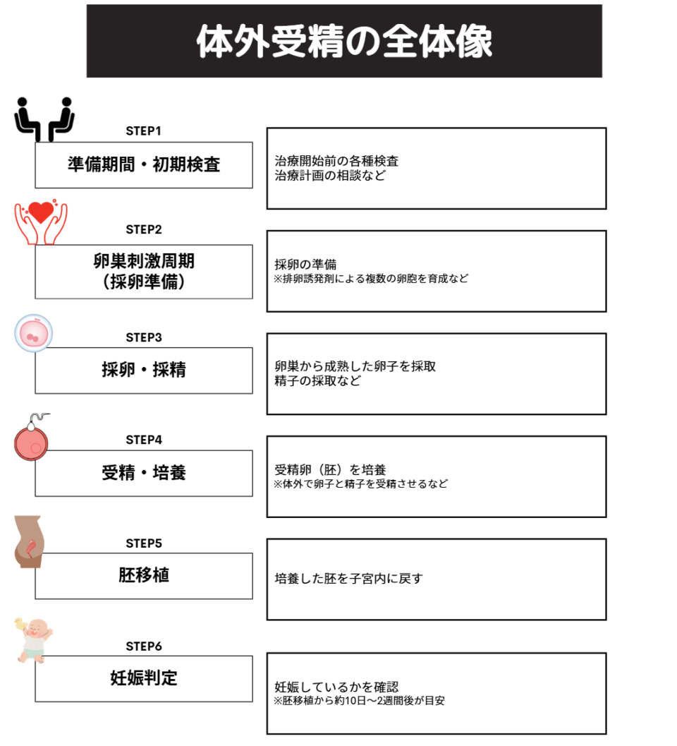 体外受精の全体像